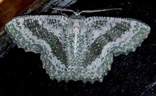 big moth with white lace wings