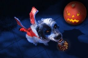 dog in costume for a halloween