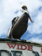 perched pelican