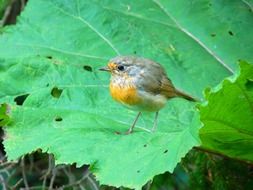 robin on the plant leaf