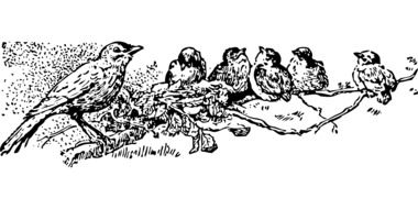 small bird with five babies on branch, illustration