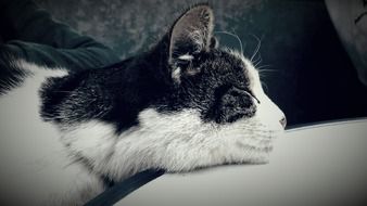 black and white cat is resting with eyes closed