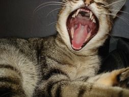 yawning tabby cat close up