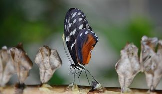 just hatched from cocoon butterfly