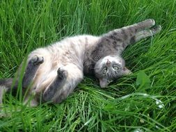 gray cat in tall green grass