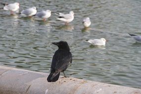 Photo of a black crow and white gulls by the pond in Paris