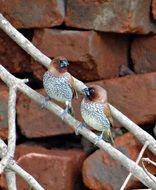 perched spotted munia birds