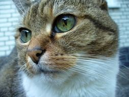 cat with shiny green eyes close-up