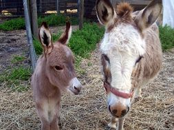 cute family donkeys on the farm