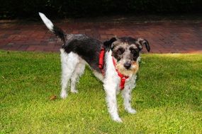 incredible Small Sweet dog