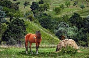 Horse Birds Doves