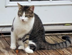 Adorable kitty