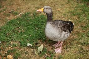 grey goose on ground