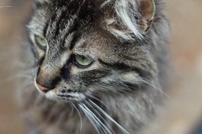 portrait of a gray beautiful cat