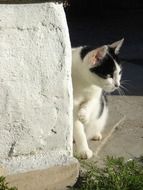 Picture of Black And White Pet