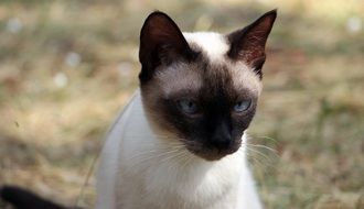 Humpy Cat Blue Eyes