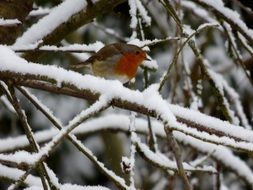 bullfinch on a snowy tree close-up on blurred background