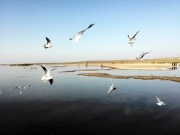 Water birds in Yanhai
