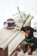 incredible Puppy
