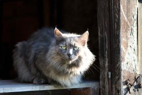 gray fluffy domestic cat in the sun