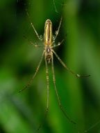 Picture of Spider on a web