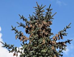 bird on top of a Christmas tree