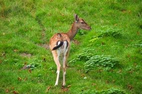 little cute deer in the wild