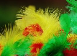 yellow, green and red feathers