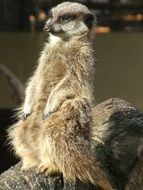 meerkat sitting with raised paws