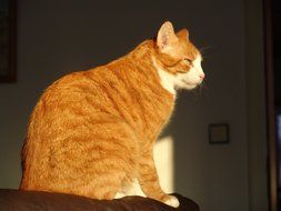 Orange and white Cat in the sunlight