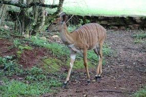 stunningly beautiful Deer in the natural environment