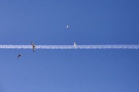 seabirds on the background of the jet strip