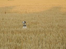 dog in the wheat field