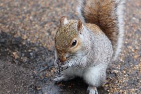 beautiful and cute england squirrel