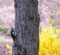 Bird on Tree knocking