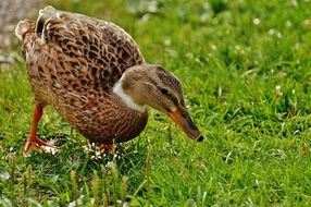 duck on the green grass in the meadow