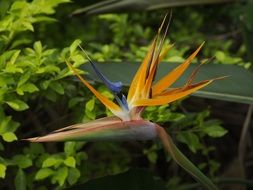 orange bird of paradise flower