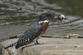 giant kingfisher with prey in a beak