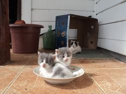 two little kitten were placed in the plate