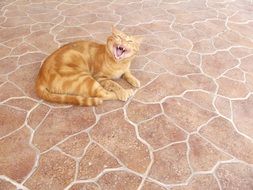 red Cat Lying