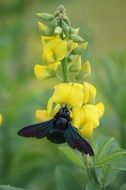 black winged insect on a yellow flower