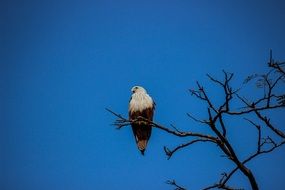 eagle on a branch against a bright blue sky