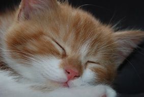 sleeping kitten on a dark background