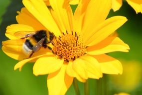 bumblebee on a yellow summer flower close-up