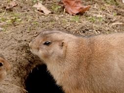 cute fluffy prairie dog in the wild