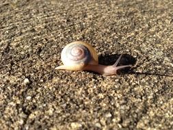 Snail Spiral Shell