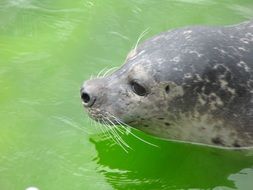 photo of the head of a seal on the North Sea