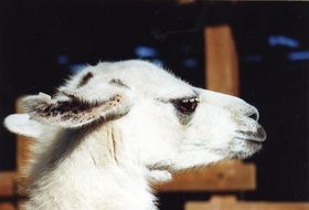 white llama head photo