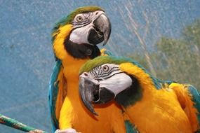 two big parrots close up