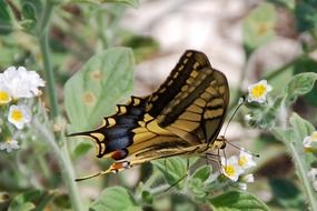 yellow swallowtail Butterfly